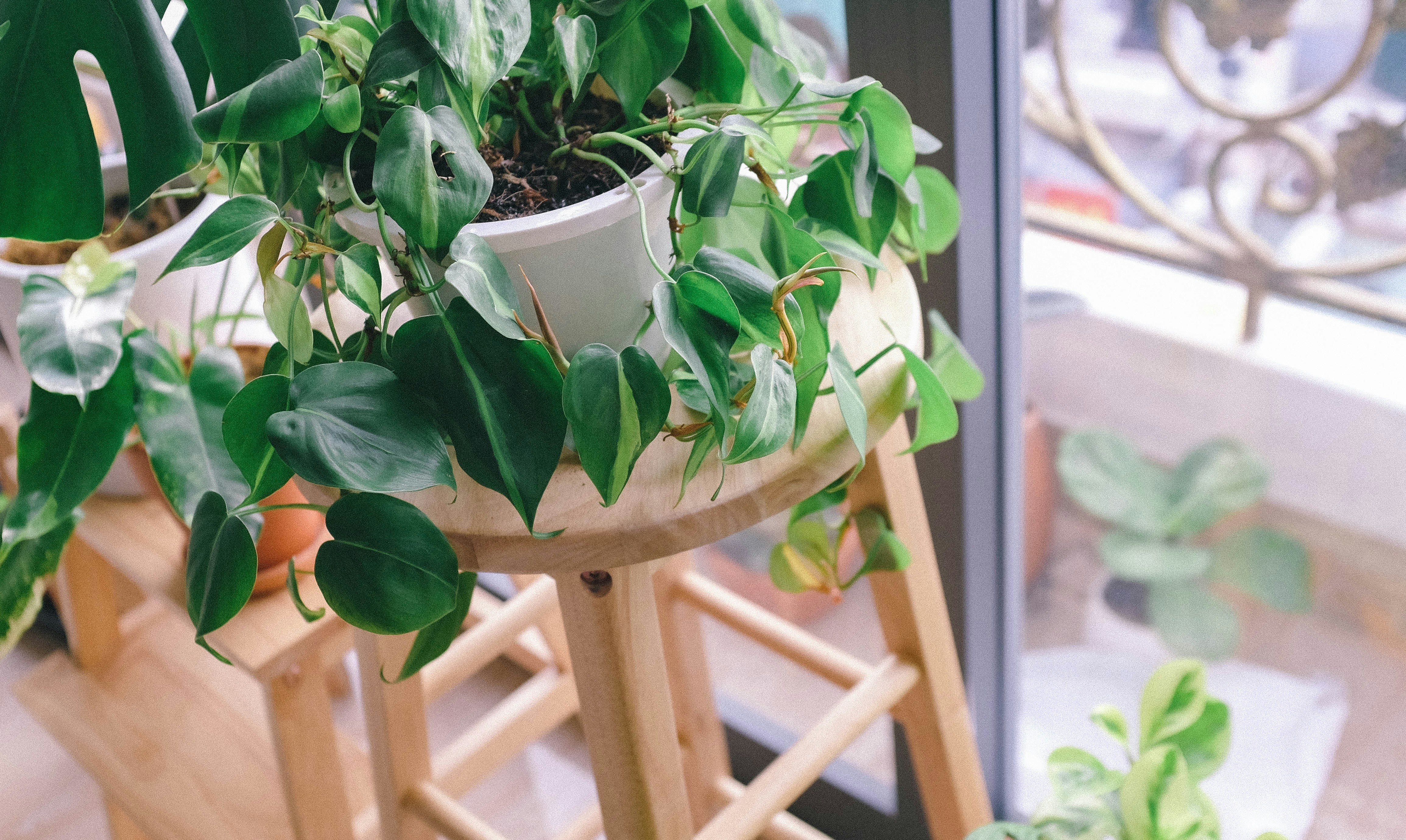 Photo by huyphan2602