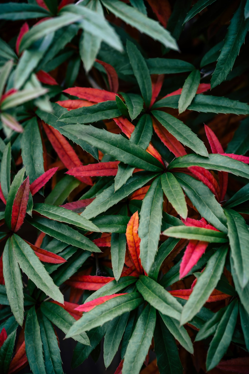 green and red leaf plants