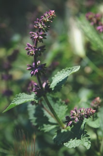 purple petaled flowers