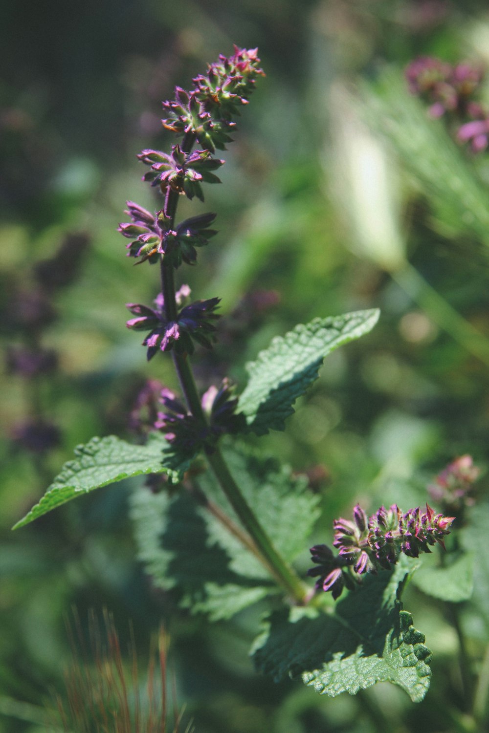 purple petaled flowers