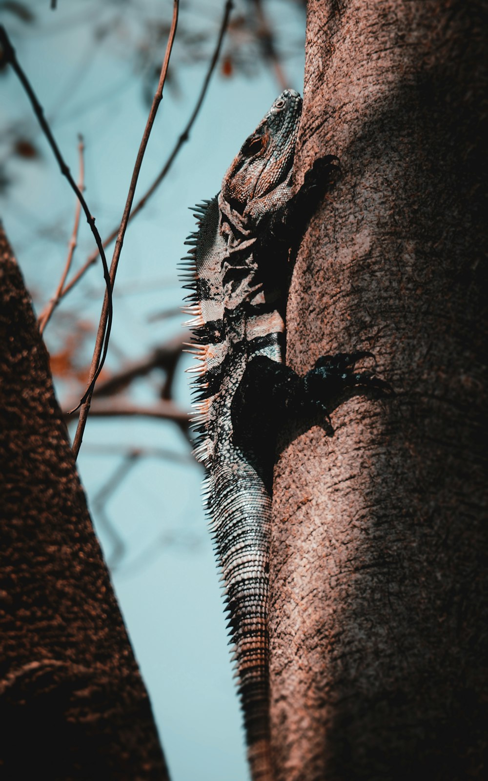 black iguana