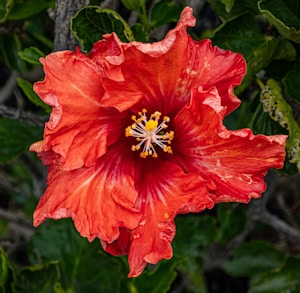 Hibiscus Herbal Infusion