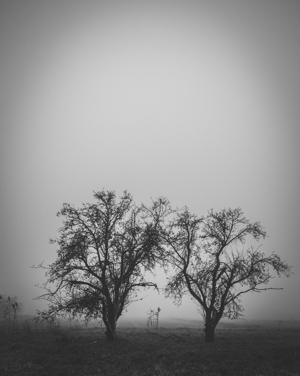 grayscale photography bare tree