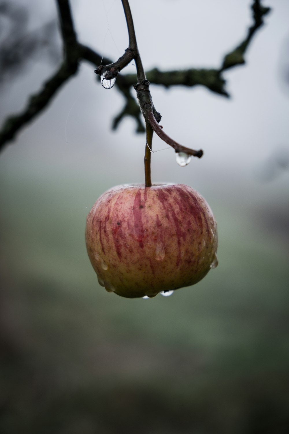 apple fruit