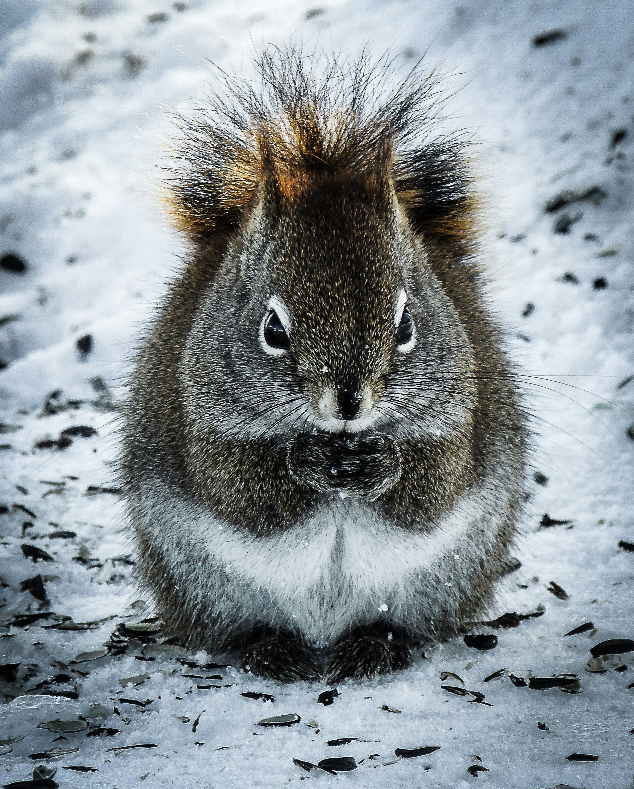 a close up of a squirrel in the snow