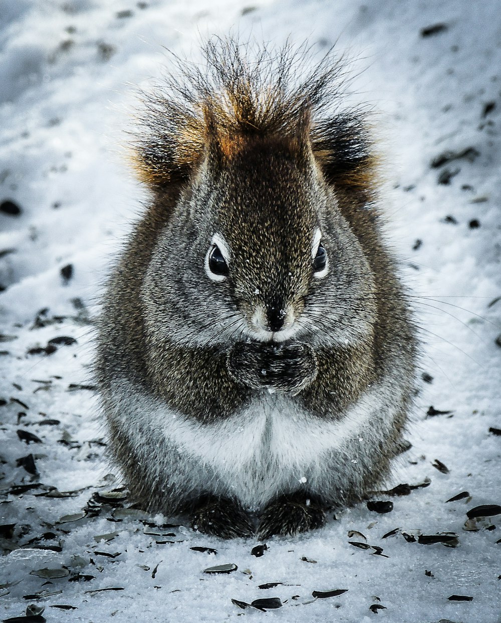 a close up of a squirrel in the snow