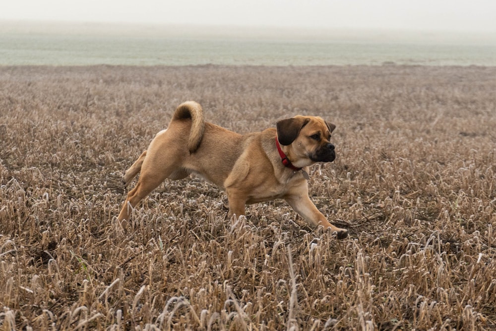 short-coated brown dog on dried plant field