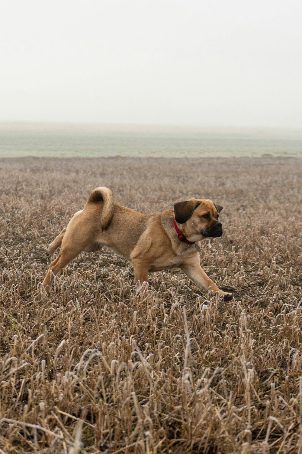 tan dog on field