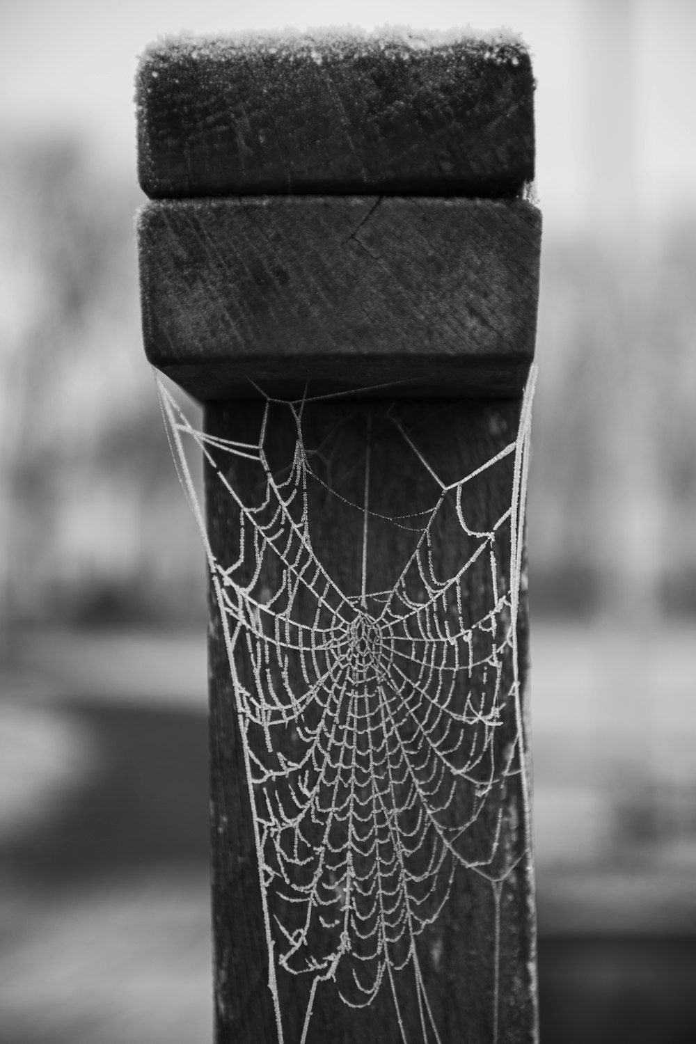 spider web