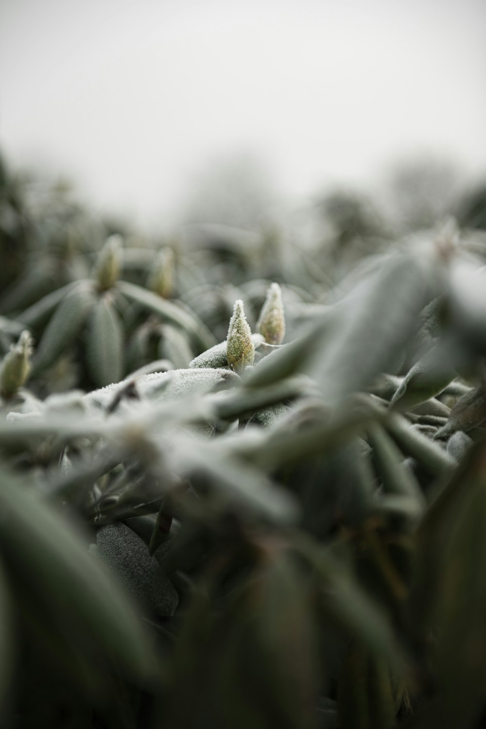 a close up of a bunch of green plants