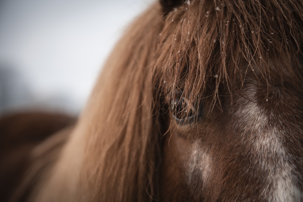 brown horse