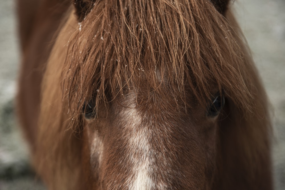 cavalo marrom e branco