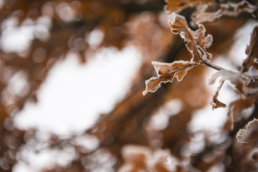 a tree branch covered in ice and snow