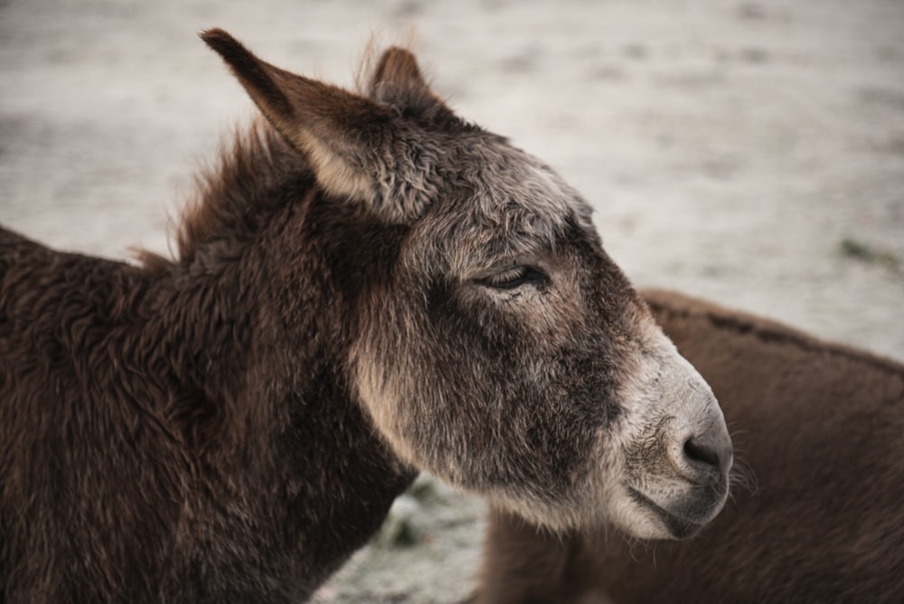 animale marrone e bianco