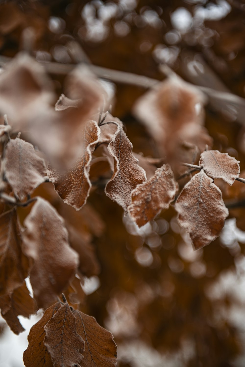 a close up of leaves on a tree