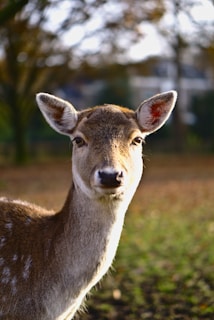 A close-up of a deer standing in a natural outdoor setting, with soft lighting highlighting its fur and delicate features. The background is blurred, featuring a mix of trees and foliage, creating a serene environment.
