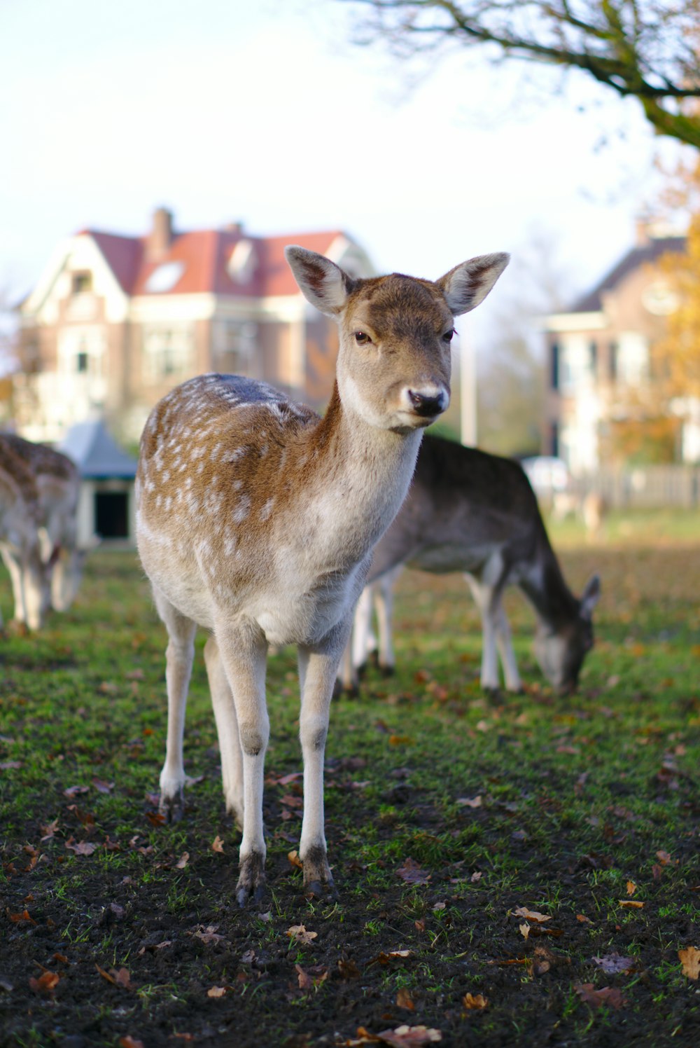 brown deer on field