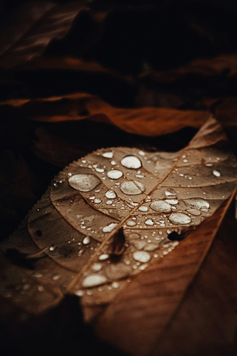 brown dried leaves