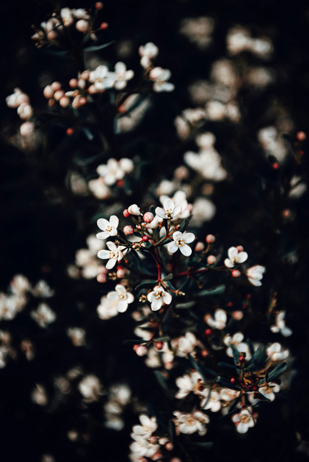 white-petaled flower