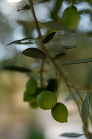A close-up of several green olives hanging from a branch with elongated leaves. The background is softly blurred, highlighting the olives and giving a serene and natural feel.