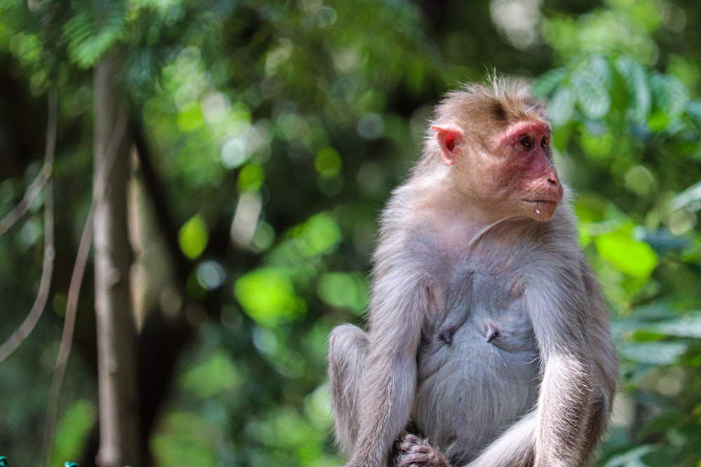 selective focus photography of brown primate