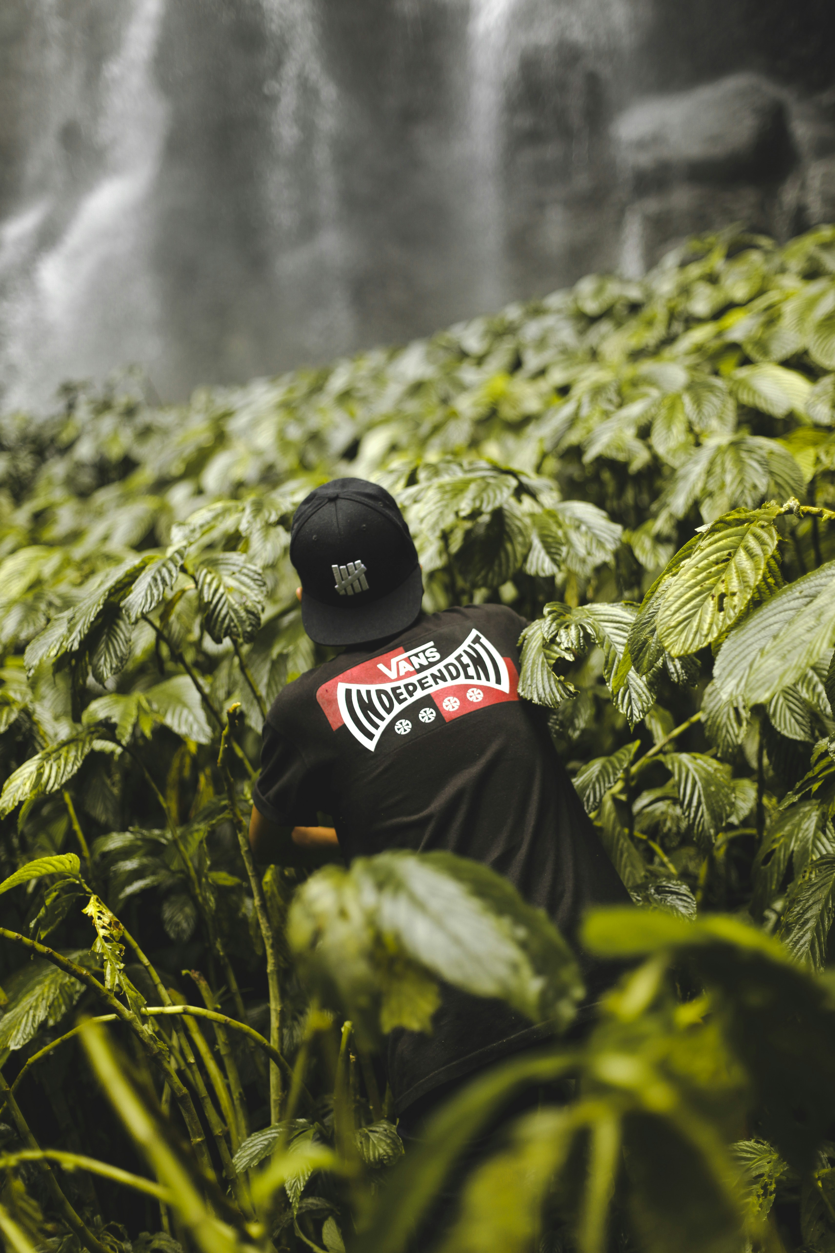 person standing between green-leafed plants