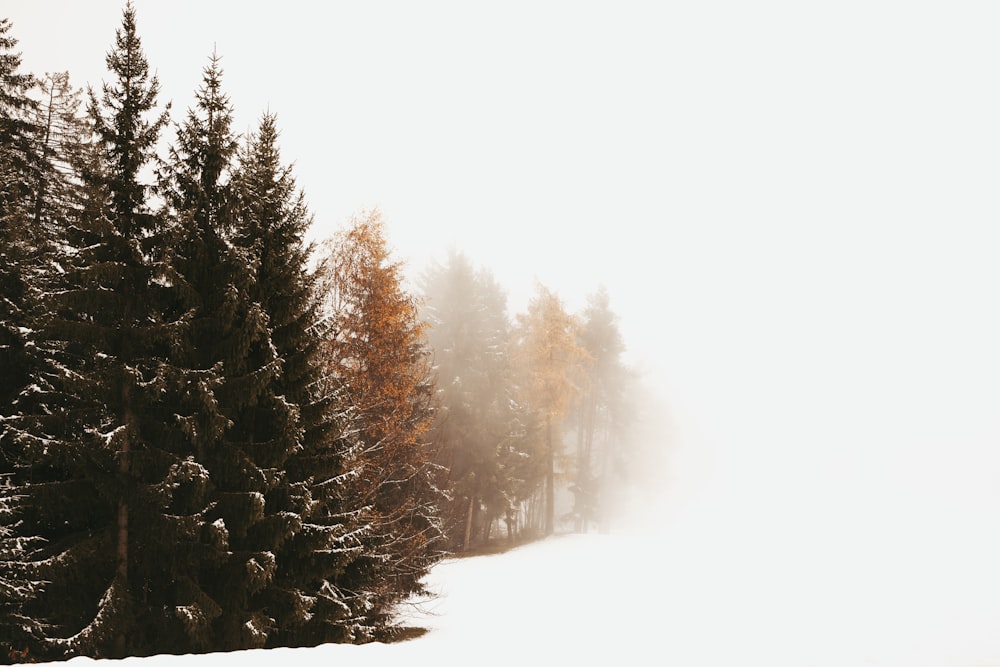green Evergreen trees in a white snowfield