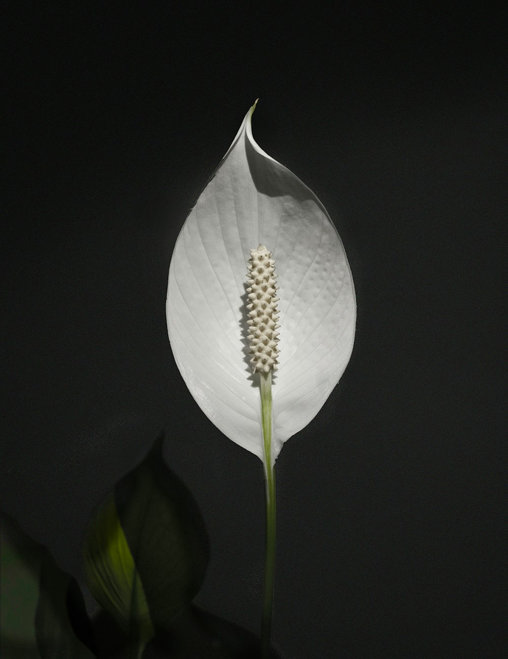 anthurium blanc