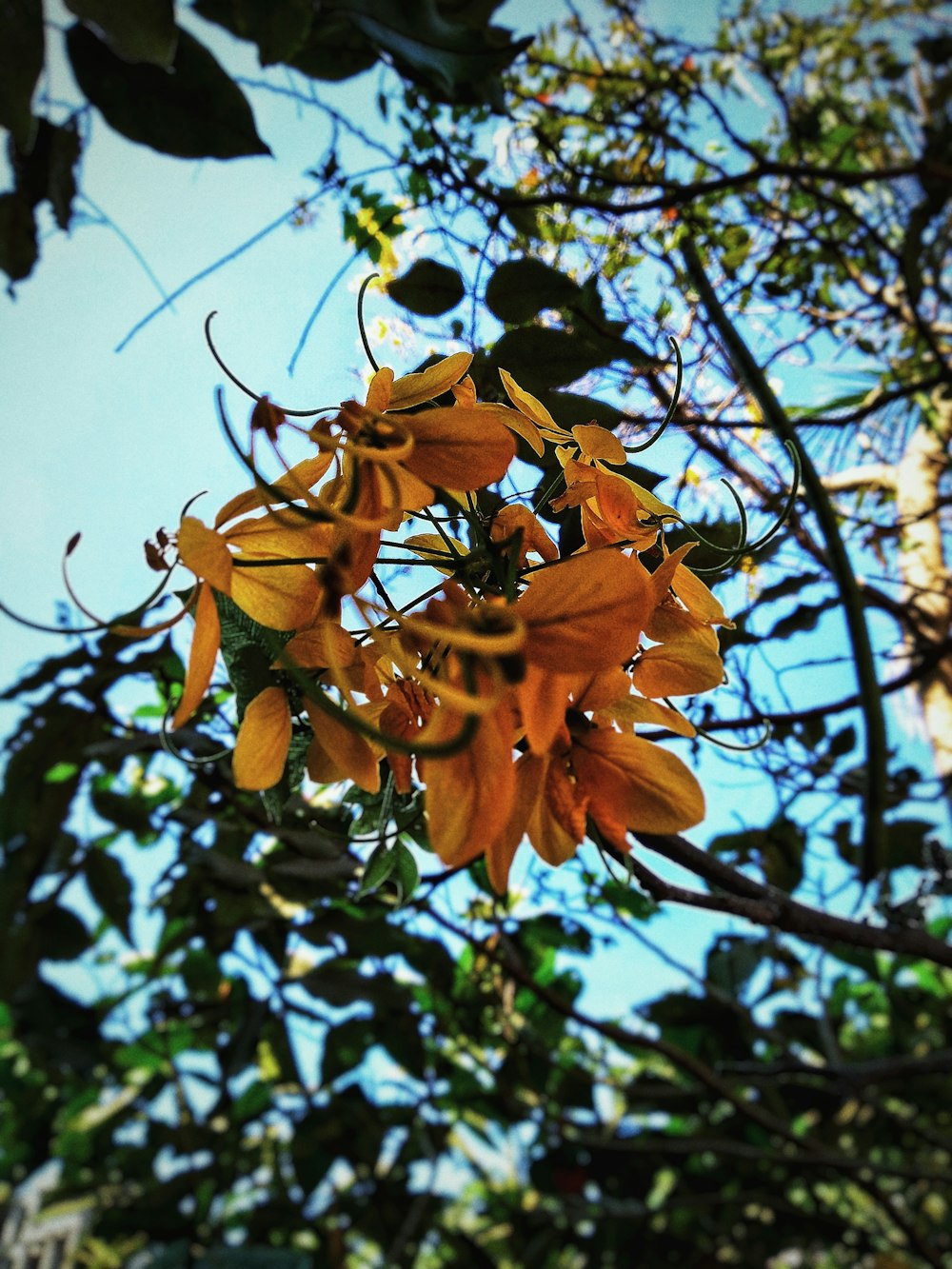 yellow-petaled flower