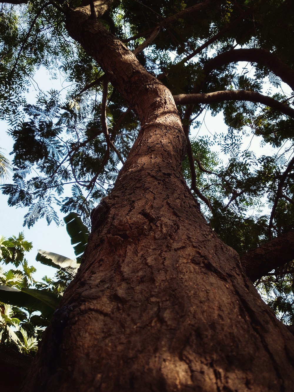 low-angle photography of tree