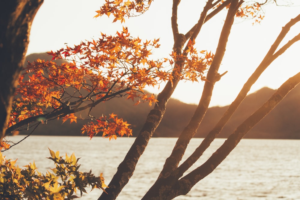 tree near calm body of water