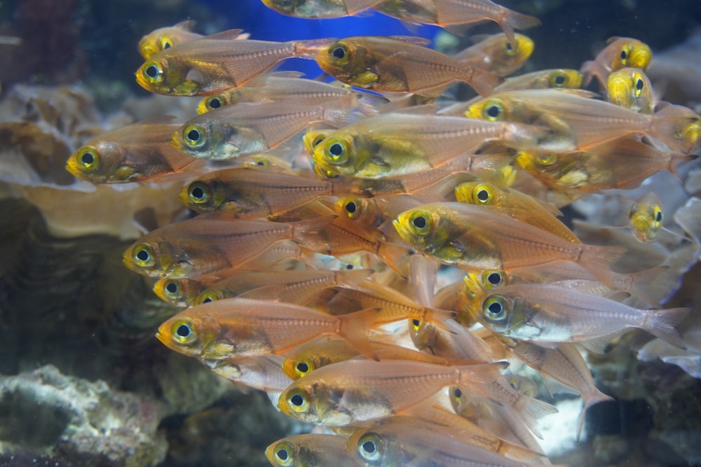 cardume de peixes laranja pequenos