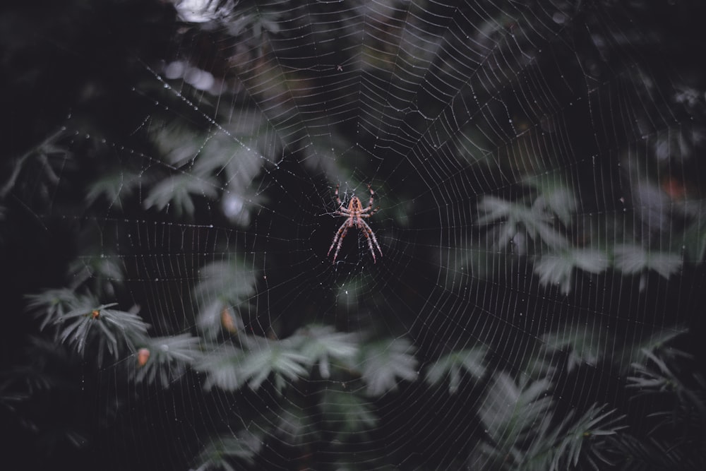 brown spider on its web