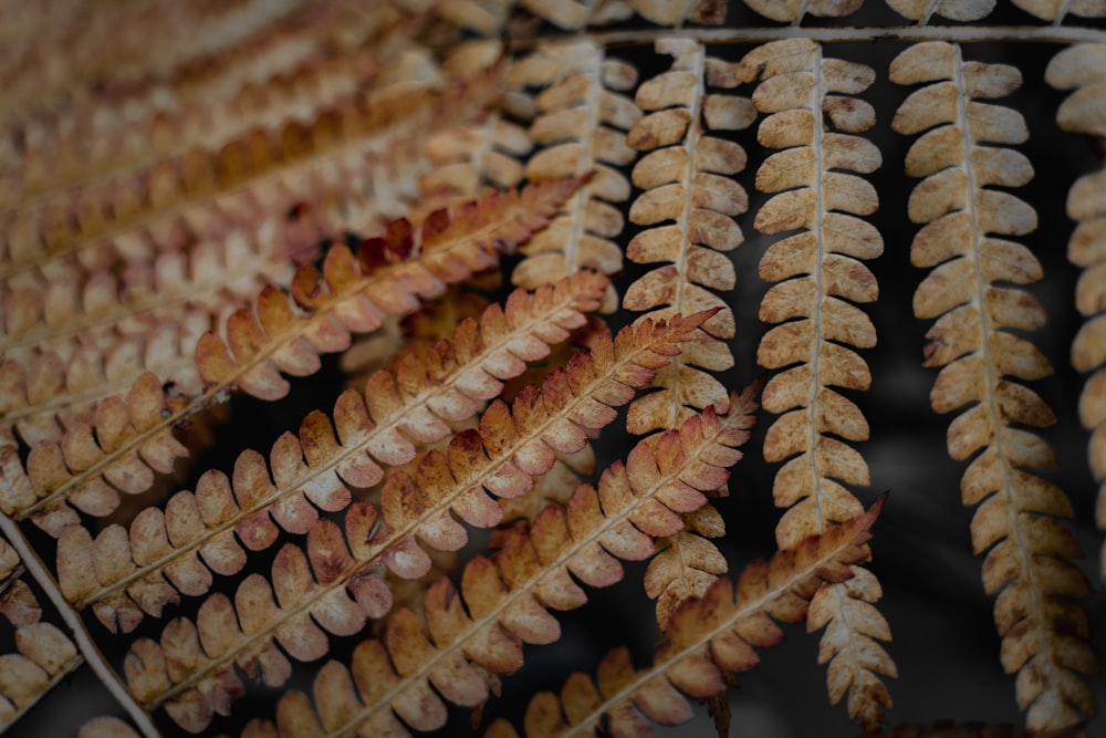 macro photography of brown fern plant leaves