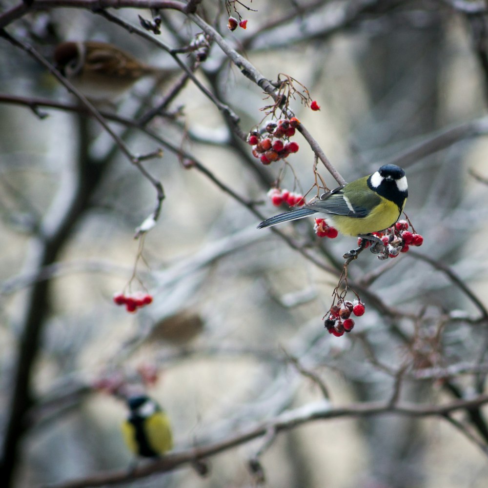 bird perching on tree branch