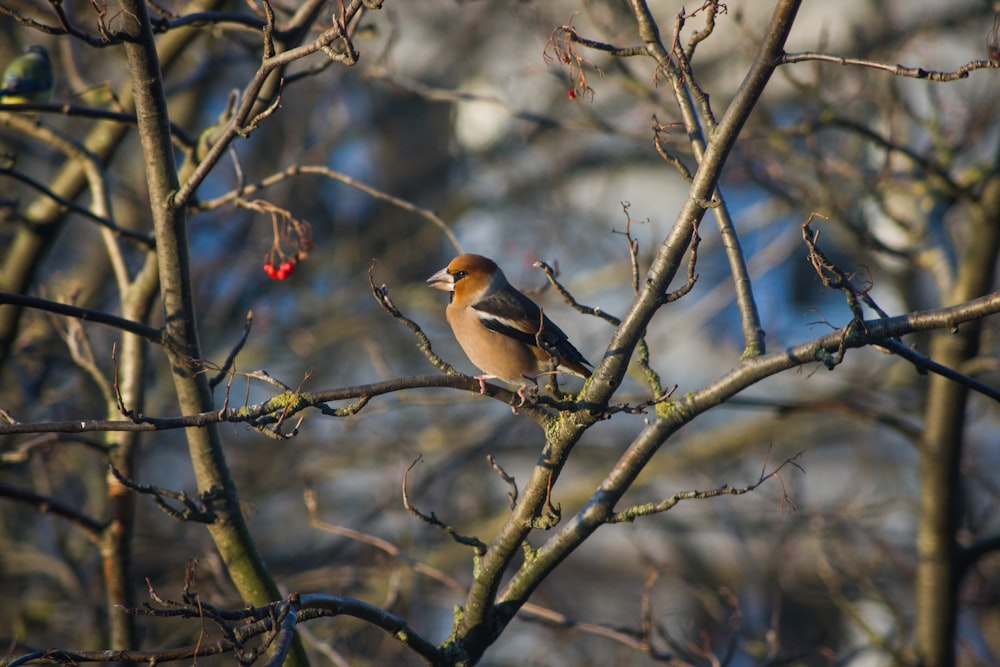 brown bird on tree