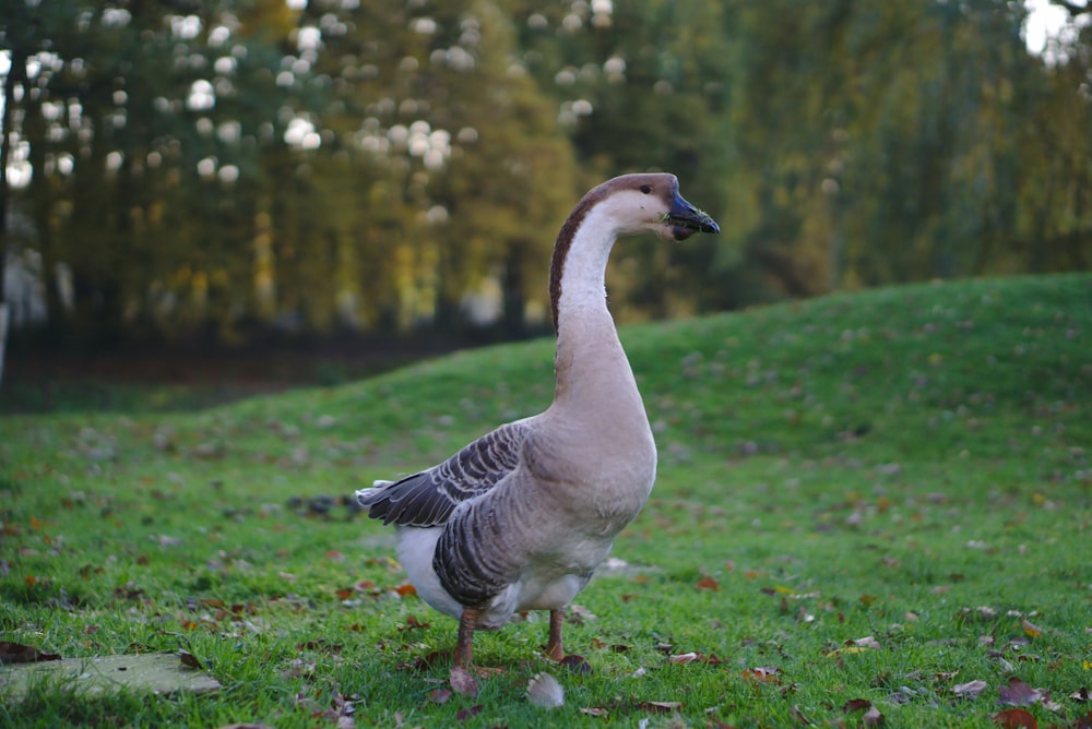 goose standing on grass
