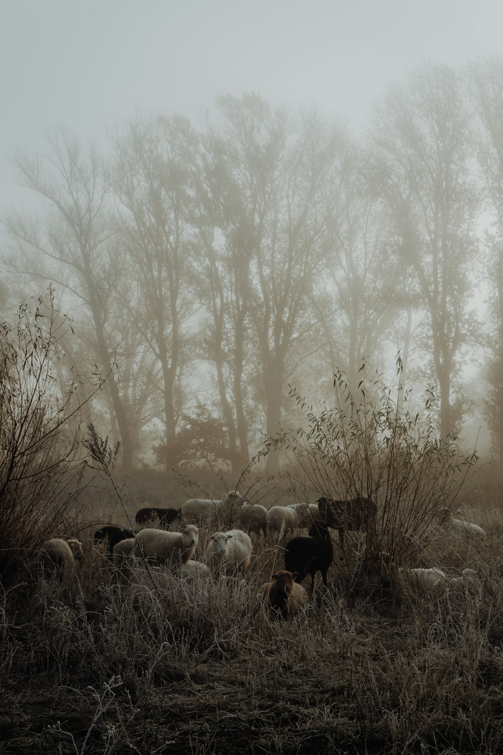 herd of sheep on field