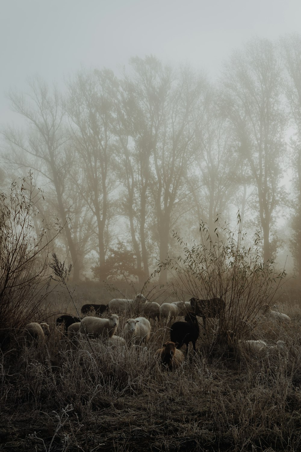 troupeau de moutons sur le terrain