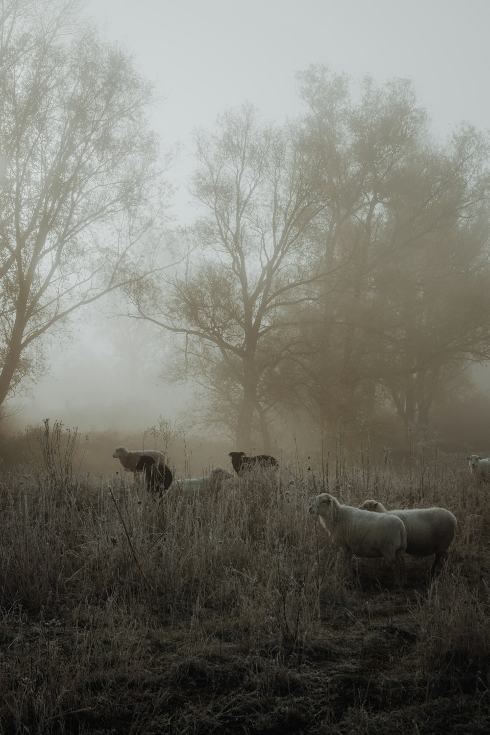 animals near trees