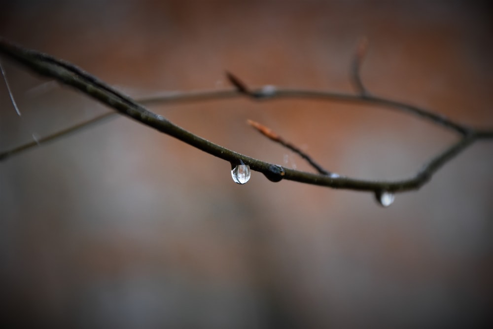 selective focus photo of tree branch
