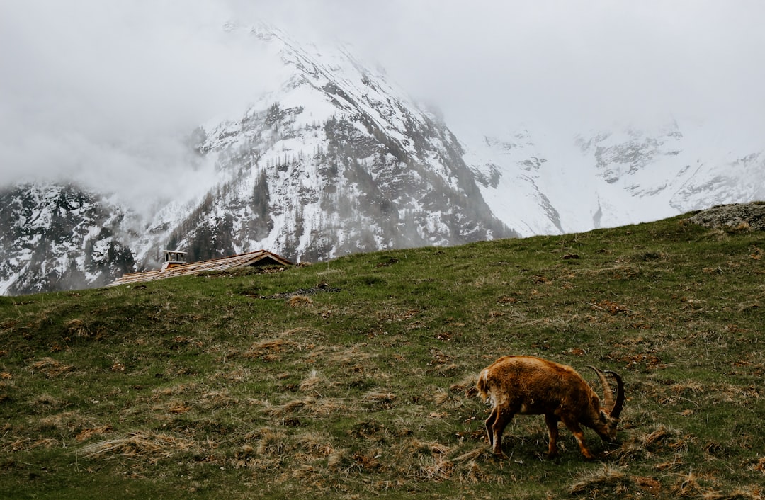 Wildlife photo spot Chamonix Dent d'Oche