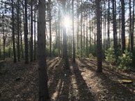 Sunlight filtering through young pine trees in a growing forest.