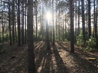 Sunlight filtering through young pine trees in a growing forest.