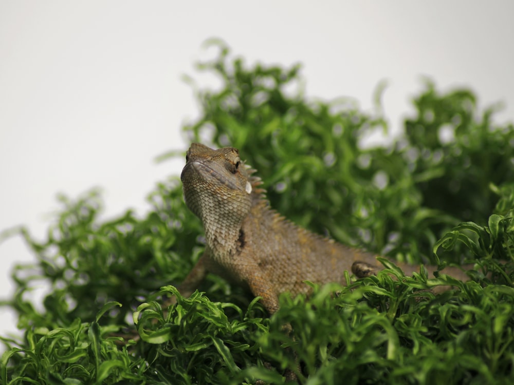 brown bearded dragon on green leafed plant