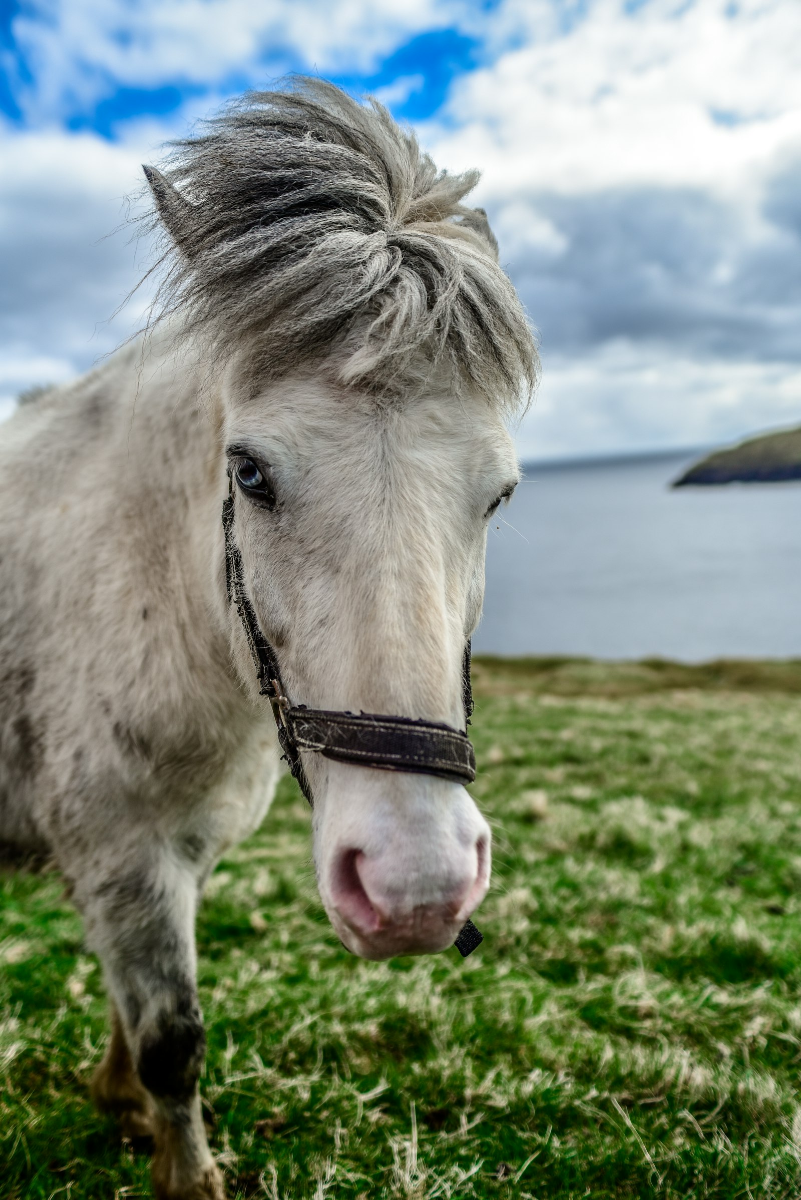 Sigma 24-70mm F2.8 EX DG Macro sample photo. White horse photography