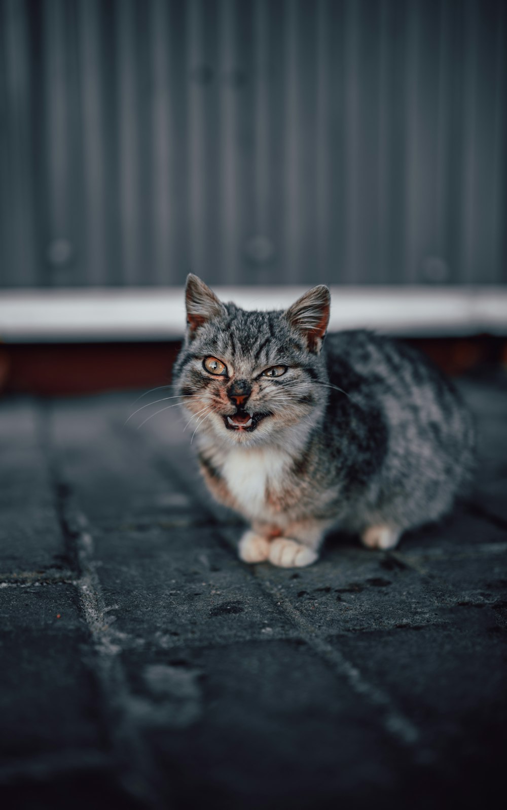 Grumpy Cat Pictures  Download Free Images on Unsplash