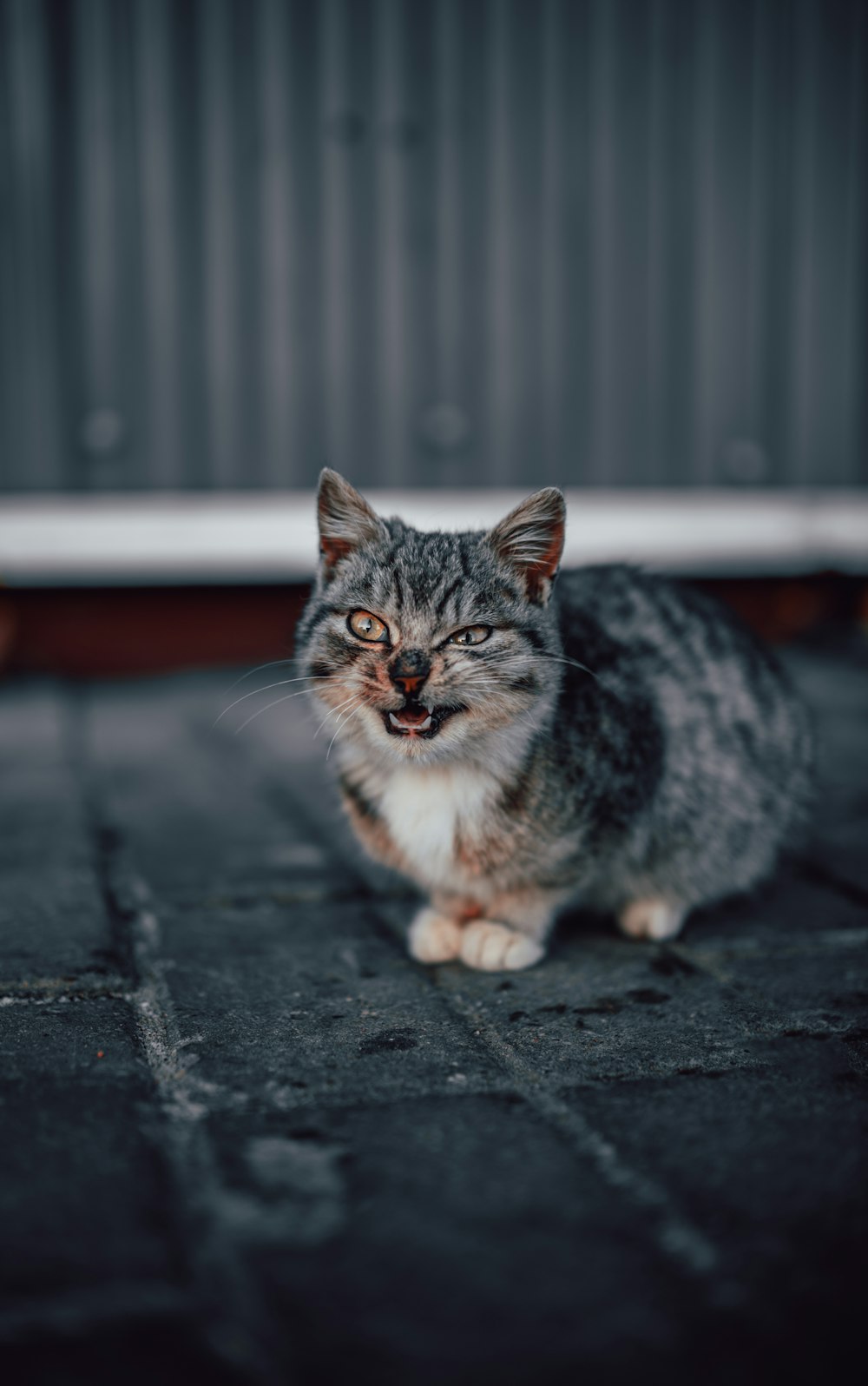 grey tabby cat