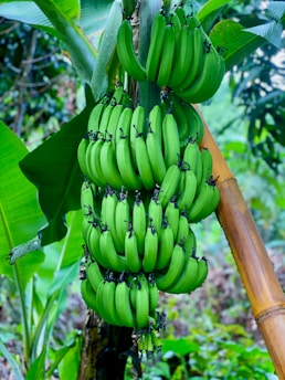 A large cluster of green bananas hangs from a robust banana plant. The surrounding area is lush with tropical foliage, including broad leaves and a sturdy, brown stem. The vibrant green of the bananas and leaves contrasts with the earthy tones of the plant's stem.