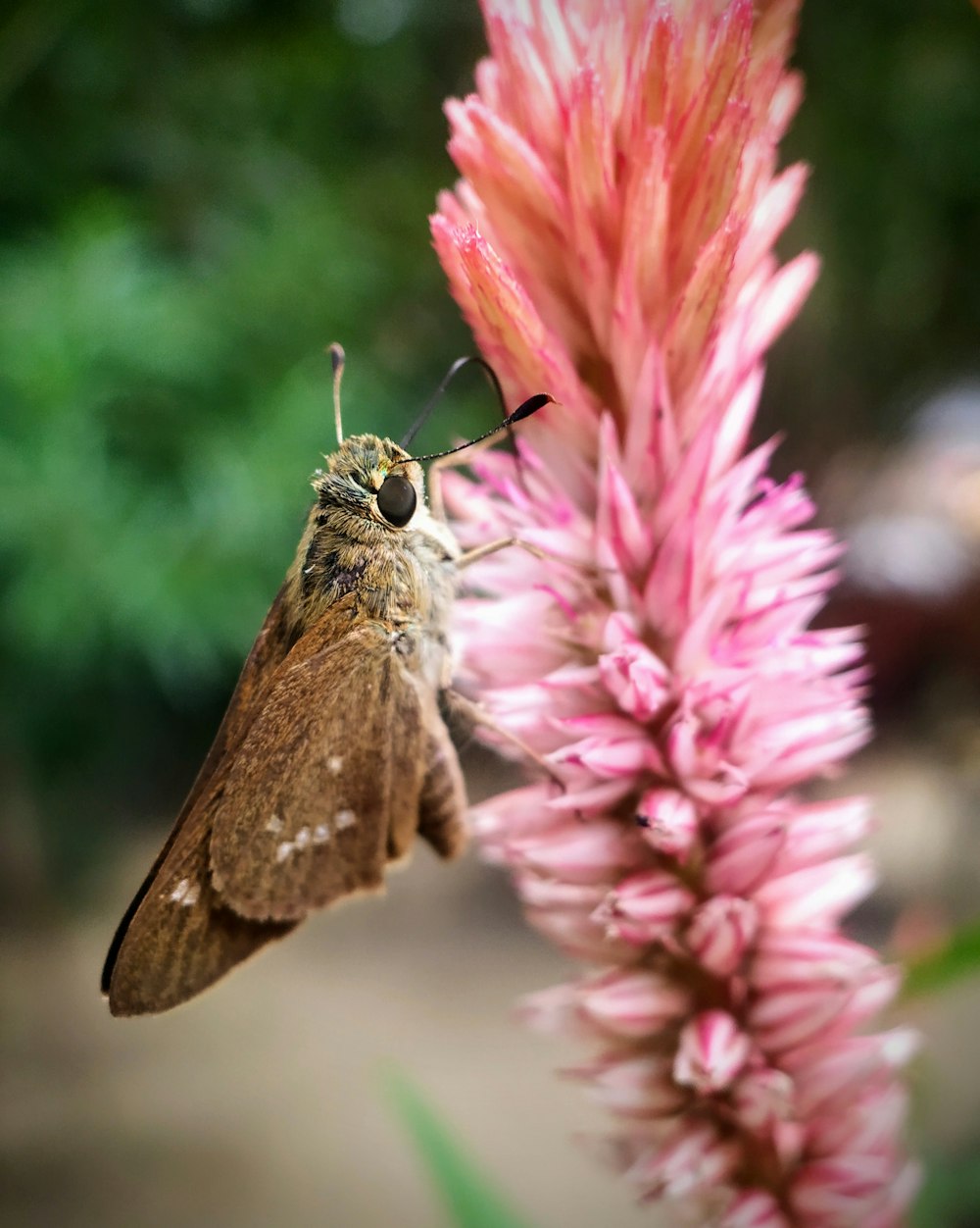 brown fly on pink flowers